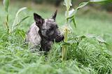 BOUVIER DES ARDENNES 170